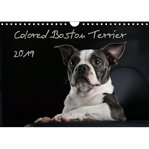 Colored Boston Terrier 2019 (Wandkalender 2019 DIN A4 quer), Nicola Kassat