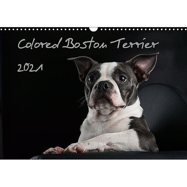 Colored Boston Terrier 2021 (Wandkalender 2021 DIN A3 quer), Nicola Kassat Fotografie