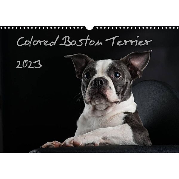 Colored Boston Terrier 2023 (Wandkalender 2023 DIN A3 quer), Nicola Kassat Fotografie