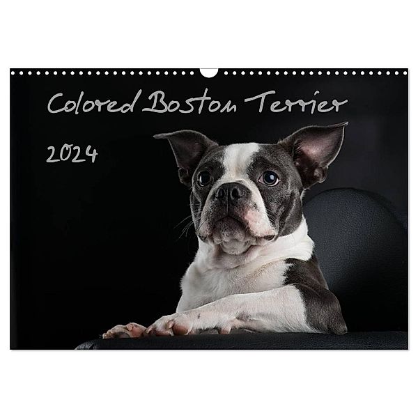 Colored Boston Terrier 2024 (Wandkalender 2024 DIN A3 quer), CALVENDO Monatskalender, Nicola Kassat Fotografie