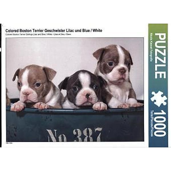 Colored Boston Terrier Geschwister Lilac und Blue / White (Puzzle), Nicola Kassat