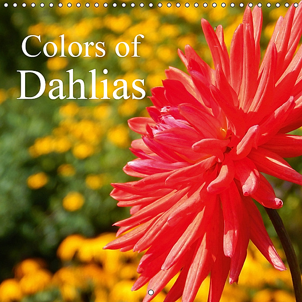 Colors of Dahlias (Wall Calendar 2019 300 × 300 mm Square), Martina Busch