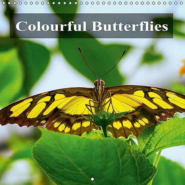 Colourful Butterflies (Wall Calendar 2019 300 × 300 mm Square), Gabriela Wernicke-Marfo