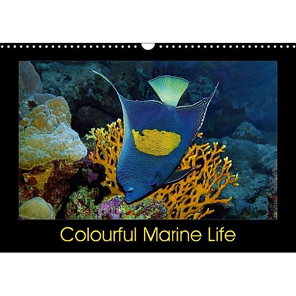 Colourful Marine Life (Wall Calendar 2018 DIN A3 Landscape), Ute Niemann