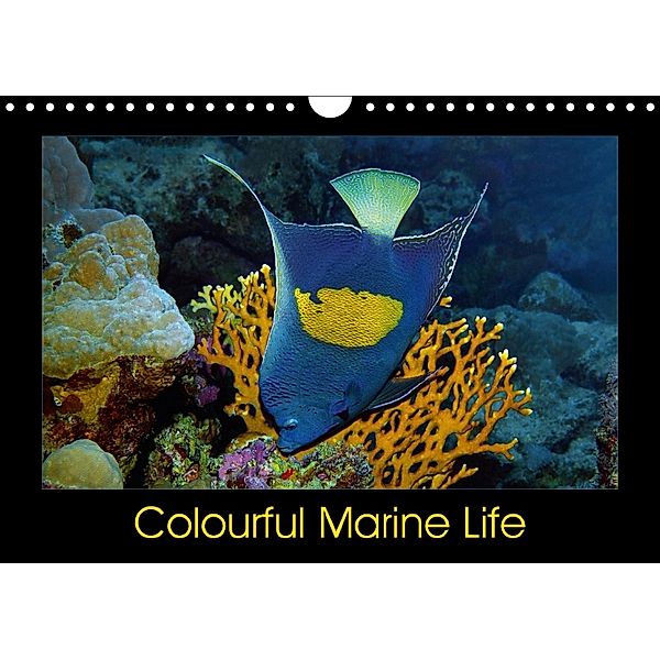 Colourful Marine Life (Wall Calendar 2018 DIN A4 Landscape), Ute Niemann