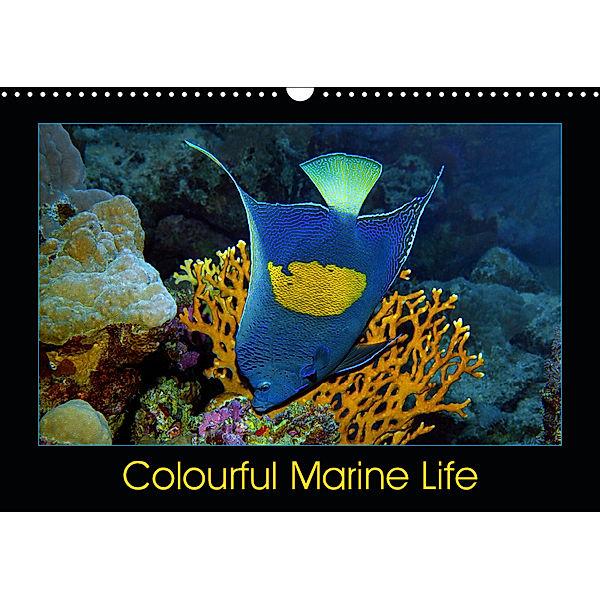 Colourful Marine Life (Wall Calendar 2019 DIN A3 Landscape), Ute Niemann
