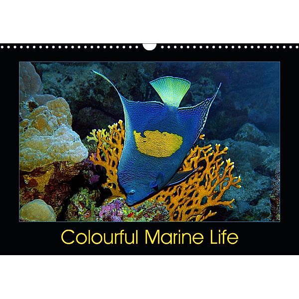 Colourful Marine Life (Wall Calendar 2021 DIN A3 Landscape), Ute Niemann