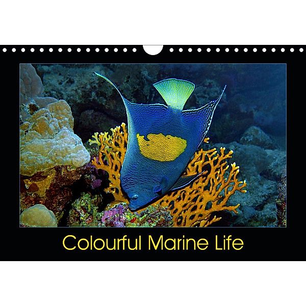 Colourful Marine Life (Wall Calendar 2021 DIN A4 Landscape), Ute Niemann