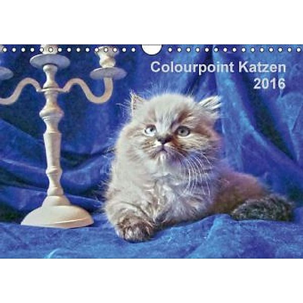 Colourpoint Katzen 2016 (Wandkalender 2016 DIN A4 quer), Sylvia Säume