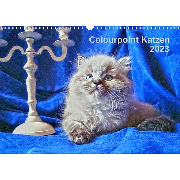 Colourpoint Katzen 2023 (Wandkalender 2023 DIN A3 quer), Sylvia Säume