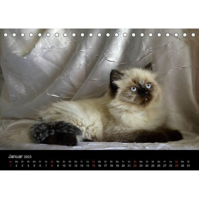 Colourpoint Katzen Tischkalender 2023 DIN A5 quer online kaufen - Orbisana