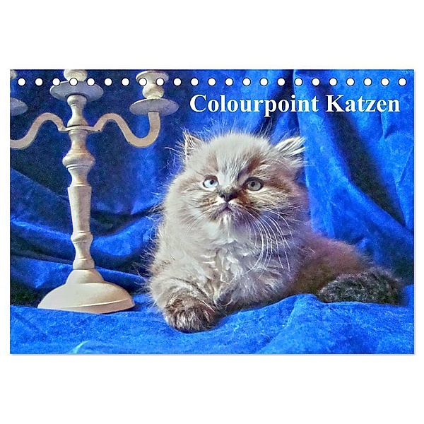 Colourpoint Katzen (Tischkalender 2024 DIN A5 quer), CALVENDO Monatskalender, Sylvia Säume