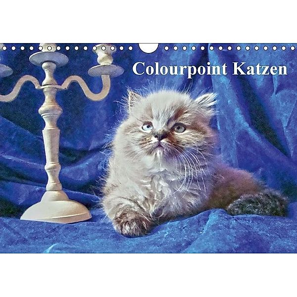 Colourpoint Katzen (Wandkalender 2017 DIN A4 quer), Sylvia Säume