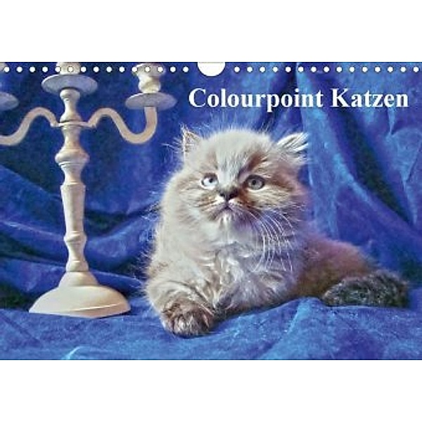 Colourpoint Katzen (Wandkalender 2020 DIN A4 quer), Sylvia Säume