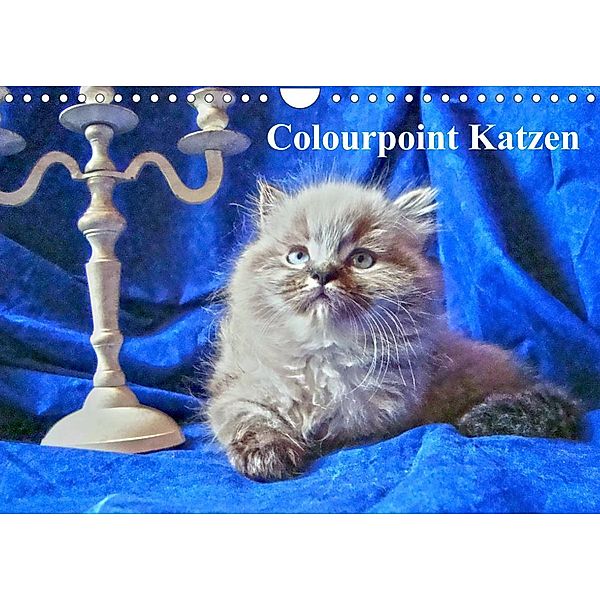 Colourpoint Katzen (Wandkalender 2023 DIN A4 quer), Sylvia Säume