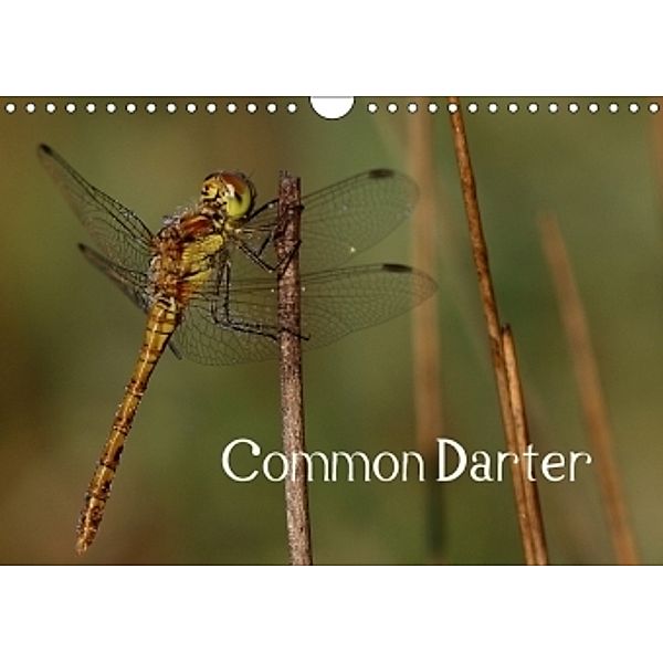 Common Darter (Wall Calendar 2017 DIN A4 Landscape), Matthias Brix - Studio Brix