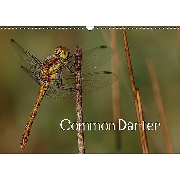 Common Darter (Wall Calendar 2019 DIN A3 Landscape), Matthias Brix - Studio Brix