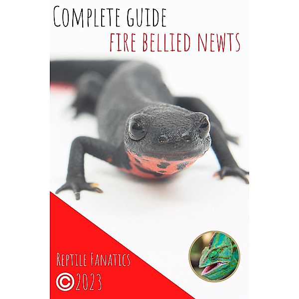 Complete Guide Fire Bellied Newts, Reptile Fanatics