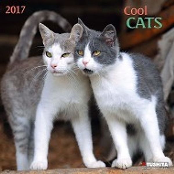 Cool Cats 2017