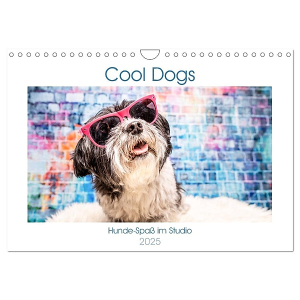 Cool Dogs - Hunde-Spass im Studio (Wandkalender 2025 DIN A4 quer), CALVENDO Monatskalender, Calvendo, Sonja Tessen