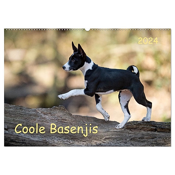 Coole Basenjis (Wandkalender 2024 DIN A2 quer), CALVENDO Monatskalender, Angelika Joswig