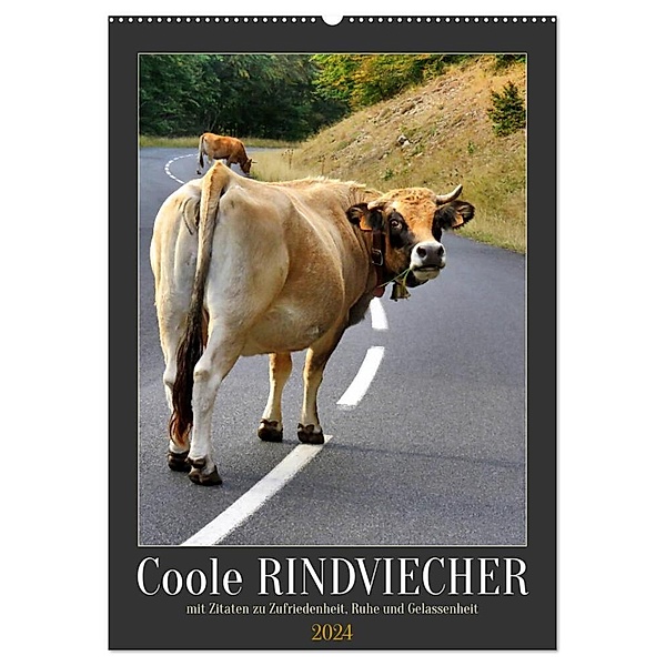 Coole Rindviecher (Wandkalender 2024 DIN A2 hoch), CALVENDO Monatskalender, Sabine Löwer