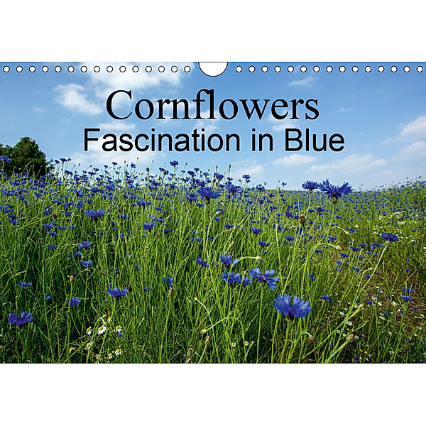 Cornflowers Fascination in Blue (Wall Calendar 2019 DIN A4 Landscape), Andrea Potratz