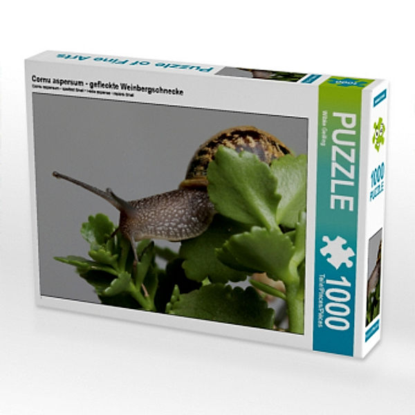 Cornu aspersum - gefleckte Weinbergschnecke (Puzzle), Wibke Geiling