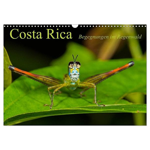 Costa Rica Begegnungen im Regenwald (Wandkalender 2024 DIN A3 quer), CALVENDO Monatskalender, Alex Ribi