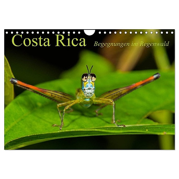 Costa Rica Begegnungen im Regenwald (Wandkalender 2024 DIN A4 quer), CALVENDO Monatskalender, Alex Ribi