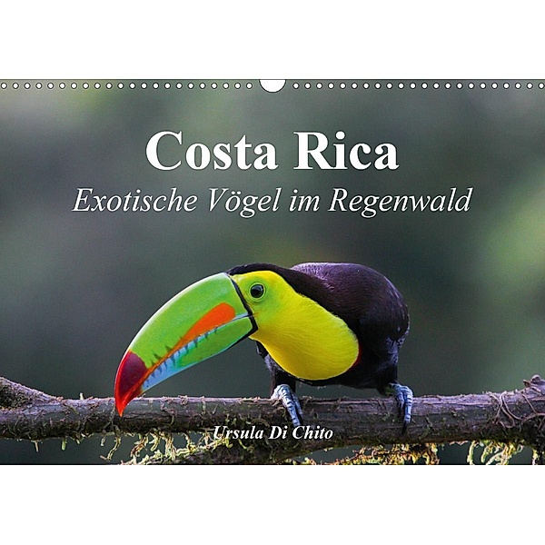 Costa Rica - Exotische Vögel im Regenwald (Wandkalender 2021 DIN A3 quer), Ursula Di Chito