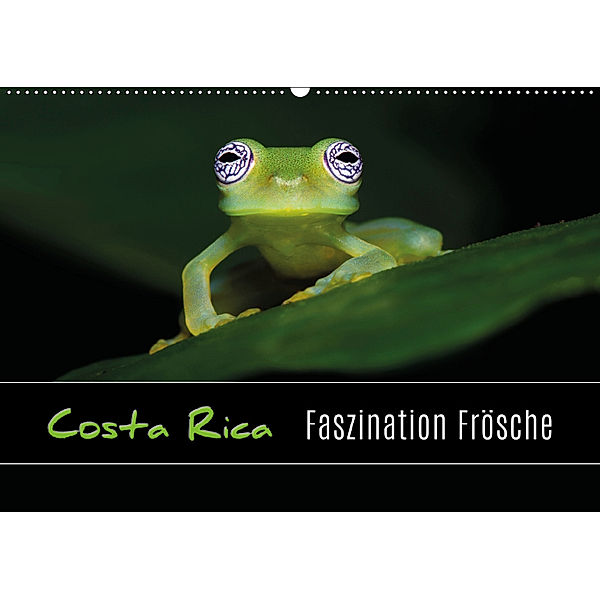 Costa Rica - Faszination Frösche (Wandkalender 2019 DIN A2 quer), Kevin Eßer