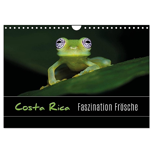 Costa Rica - Faszination Frösche (Wandkalender 2024 DIN A4 quer), CALVENDO Monatskalender, Kevin Esser