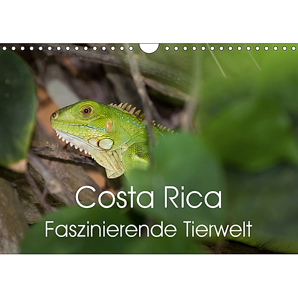 Costa Rica. Faszinierende Tierwelt (Wandkalender 2019 DIN A4 quer), Thomas Gerber
