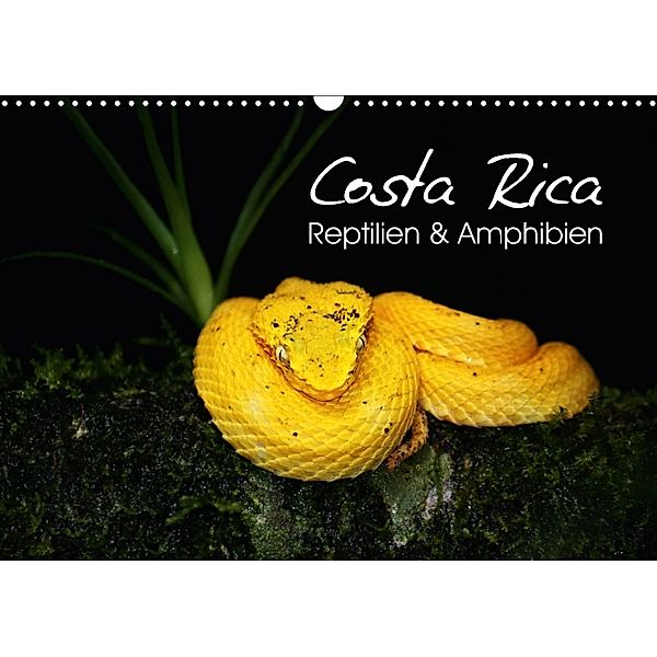 Costa Rica - Reptilien und Amphibien (Wandkalender 2018 DIN A3 quer), Kevin Eßer