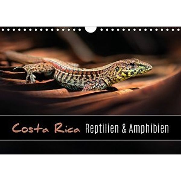 Costa Rica - Reptilien und Amphibien (Wandkalender 2020 DIN A4 quer), Kevin Eßer