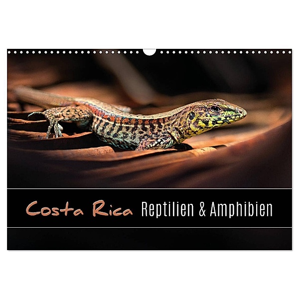 Costa Rica - Reptilien und Amphibien (Wandkalender 2024 DIN A3 quer), CALVENDO Monatskalender, Kevin Eßer