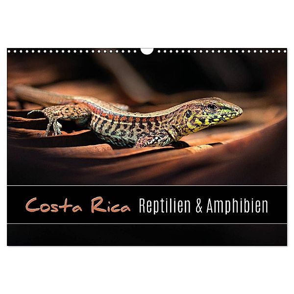 Costa Rica - Reptilien und Amphibien (Wandkalender 2024 DIN A3 quer), CALVENDO Monatskalender, Kevin Esser