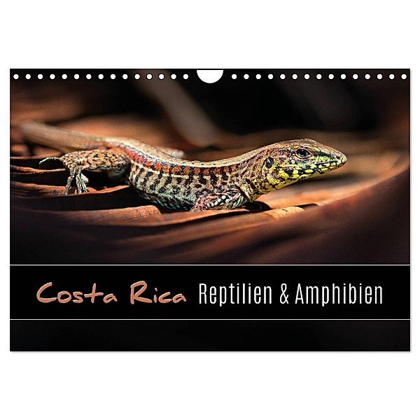 Costa Rica - Reptilien und Amphibien (Wandkalender 2024 DIN A4 quer), CALVENDO Monatskalender, Kevin Eßer