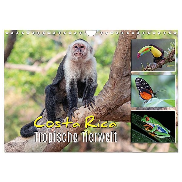Costa Rica - Tropische Tierwelt (Wandkalender 2024 DIN A4 quer), CALVENDO Monatskalender, Kevin Eßer