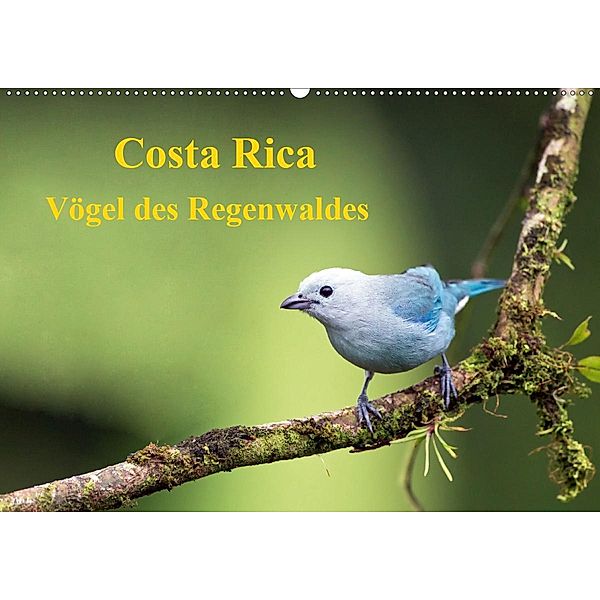 Costa Rica - Vögel des Regenwaldes (Wandkalender 2020 DIN A2 quer)