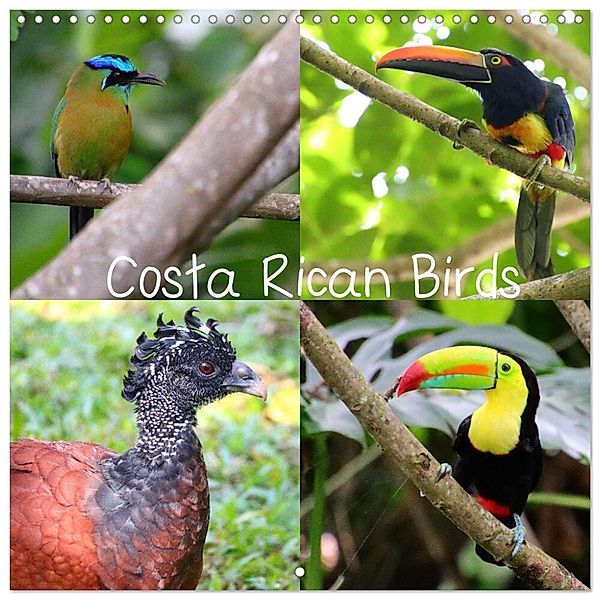 Costa Rican Birds (Wall Calendar 2025 12 × 12 Inch) CALVENDO 12 Month Wall Calendar, Calvendo, Adrian Navarro
