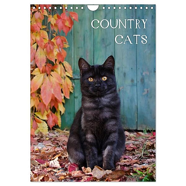 COUNTRY CATS (Wandkalender 2025 DIN A4 hoch), CALVENDO Monatskalender, Calvendo, Katho Menden