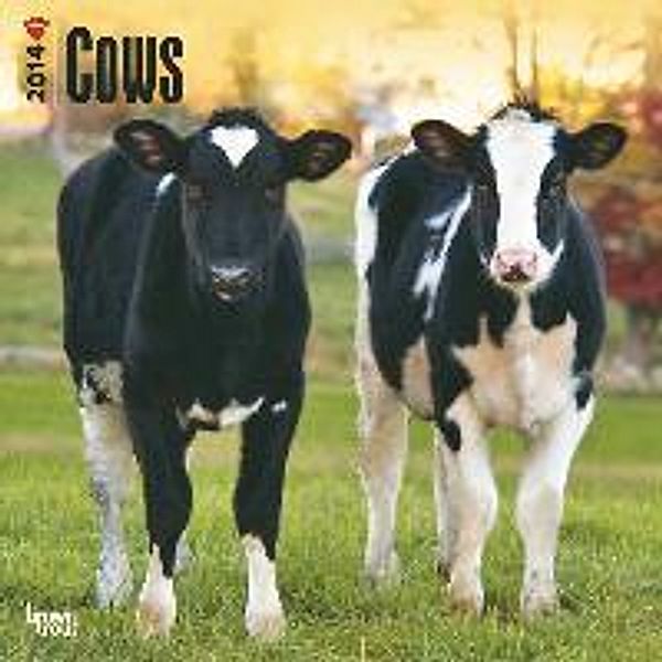 Cows Calendar