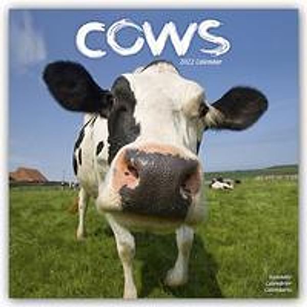 Cows - Kühe 2022 - 16-Monatskalender, Avonside Publishing Ltd