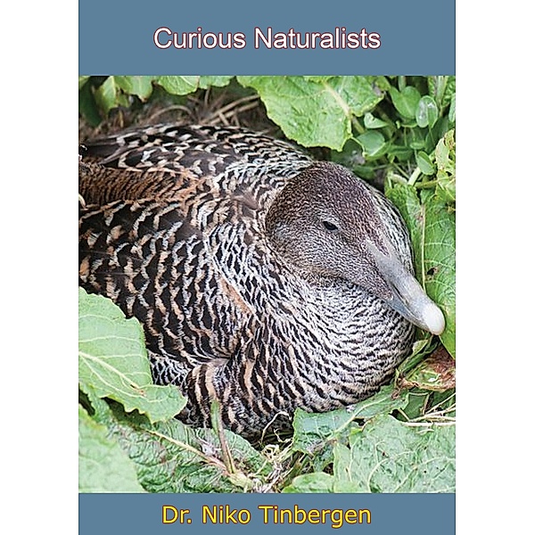 Curious Naturalists, Niko Tinbergen