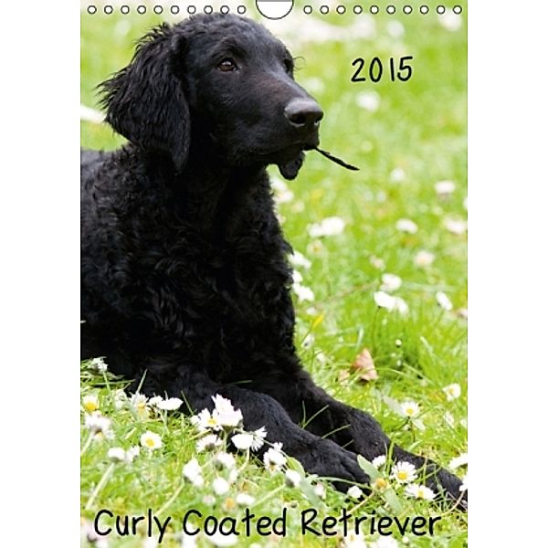 Curly Coated Retriever 2015 (Wandkalender 2015 DIN A4 hoch), Vika-Foto