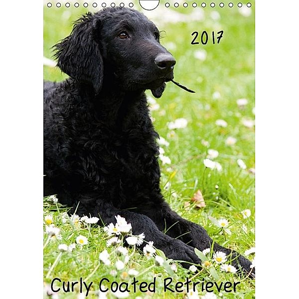 Curly Coated Retriever 2017 (Wandkalender 2017 DIN A4 hoch), Vika-Foto, k.A. Vika-Foto