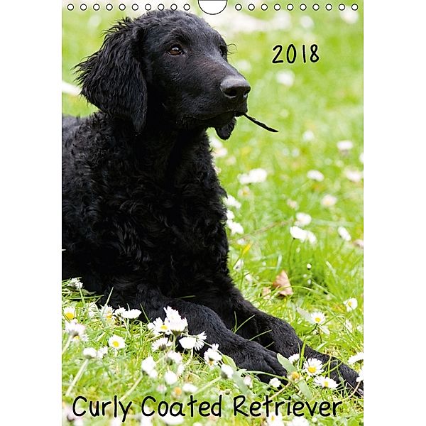 Curly Coated Retriever 2018 (Wandkalender 2018 DIN A4 hoch), Vika-Foto
