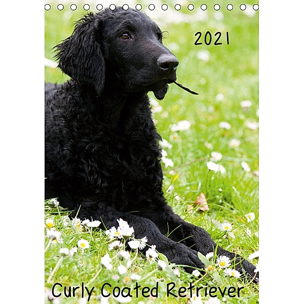 Curly Coated Retriever 2021 (Tischkalender 2021 DIN A5 hoch), Vika-Foto